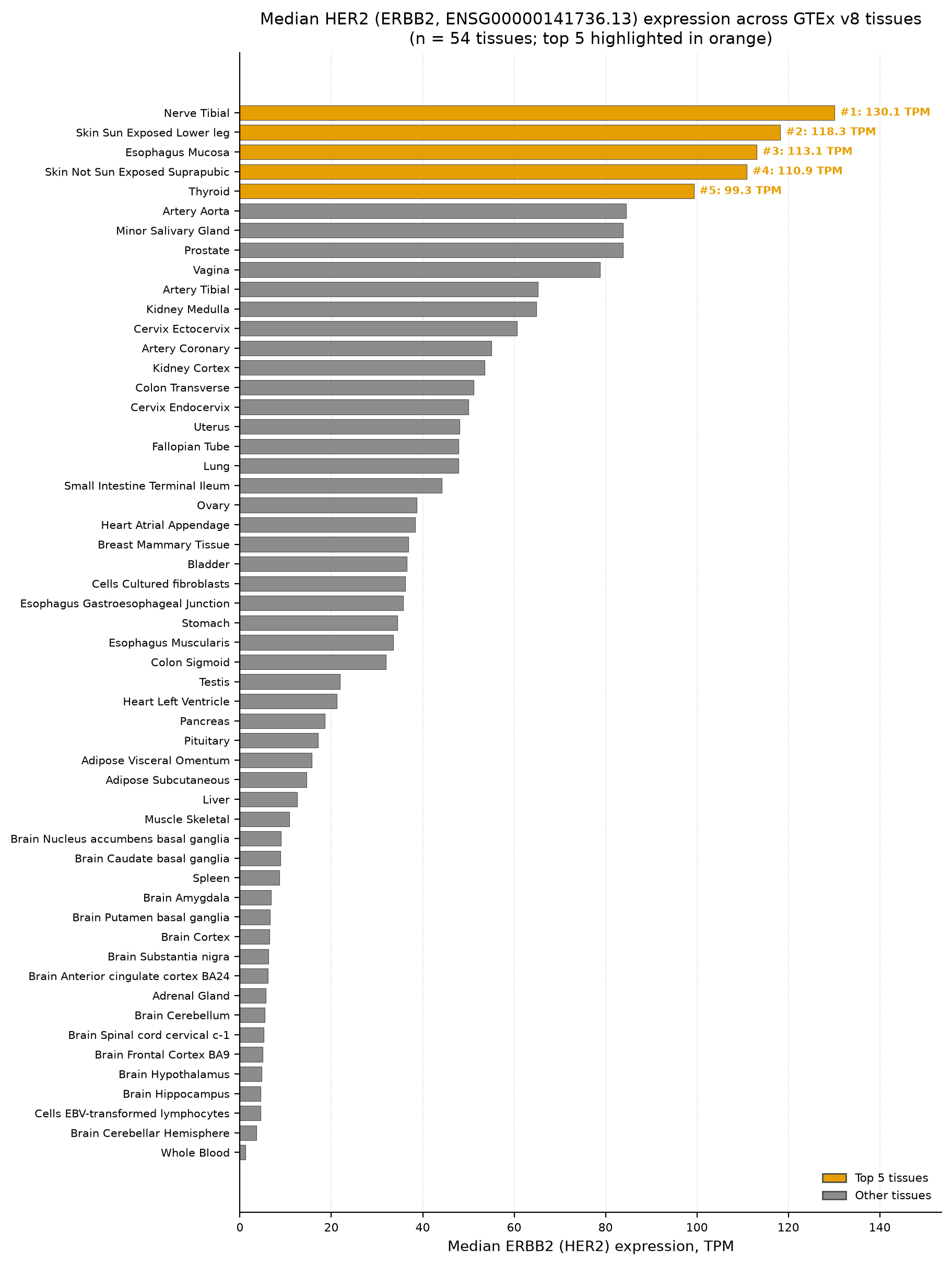 Median TPM of ERBB2 (HER2) in 54 GTEx v8 tissues, top 5 highlighted; data fetched live and logged in _queries.jsonl.