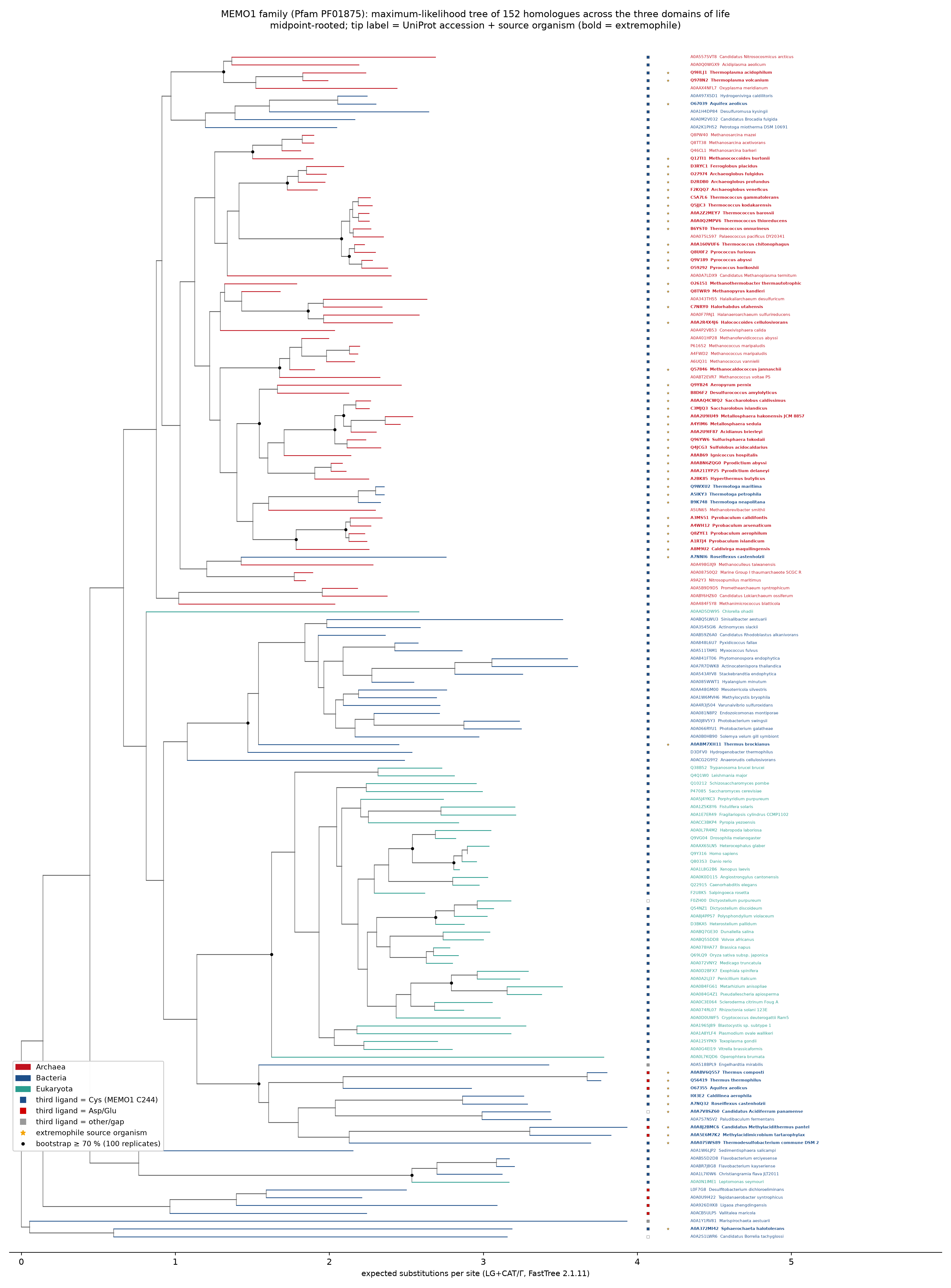 Midpoint-rooted ML tree of 152 MEMO1-family homologues (MAFFT L-INS-i + FastTree LG+Γ, 100 bootstraps).